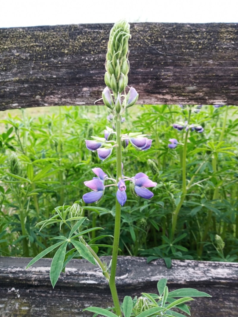 Riverbank Lupine photo 3