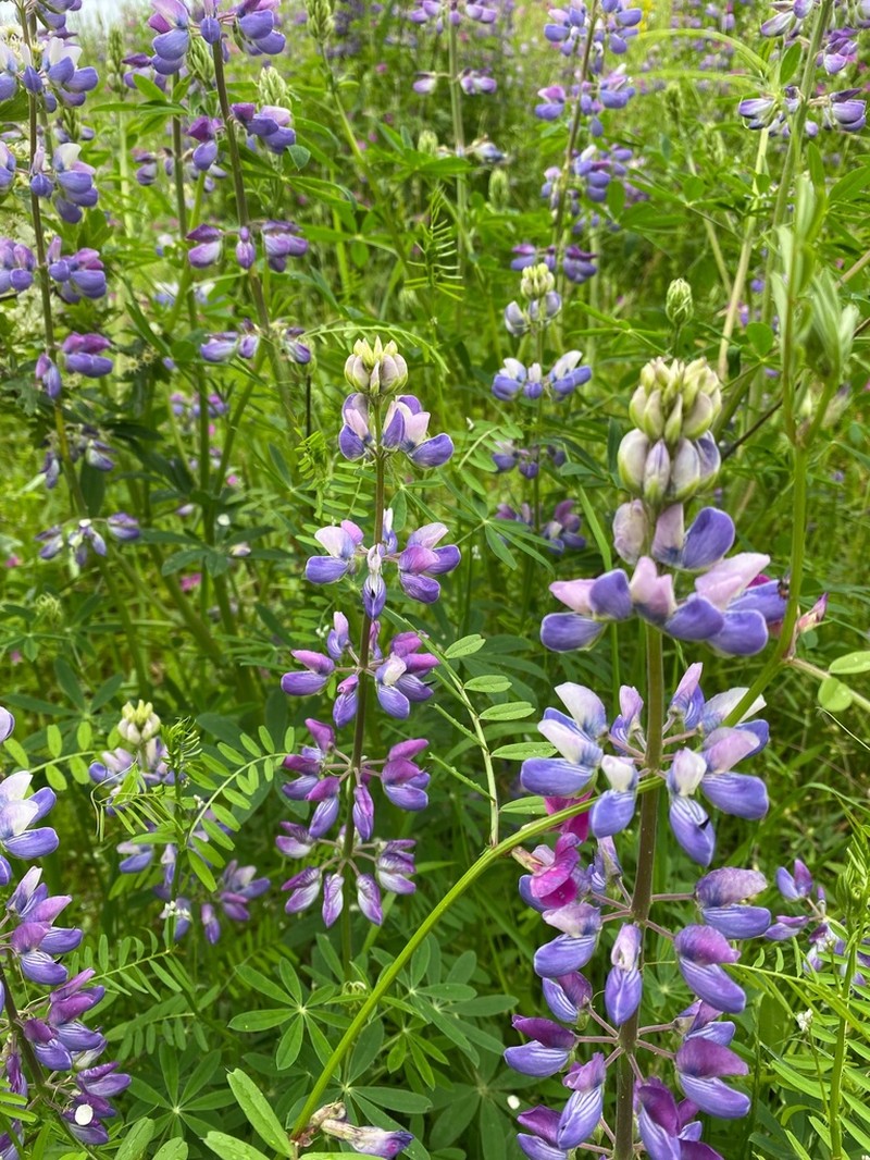 Riverbank Lupine photo 4