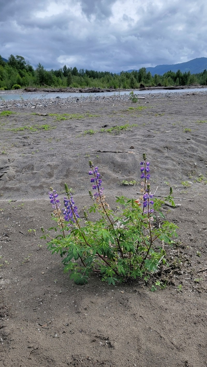 Riverbank Lupine photo 5