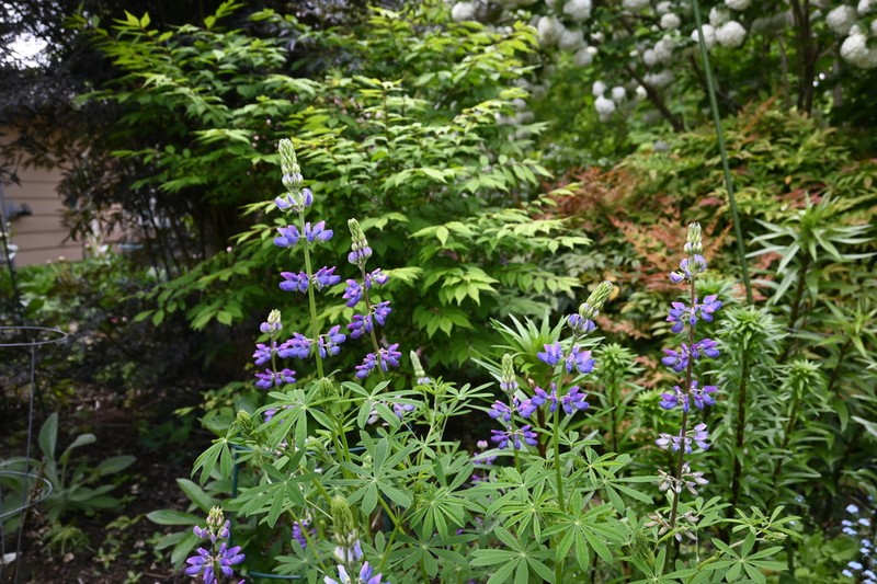 Riverbank Lupine photo 6