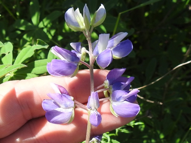 Riverbank Lupine photo 7