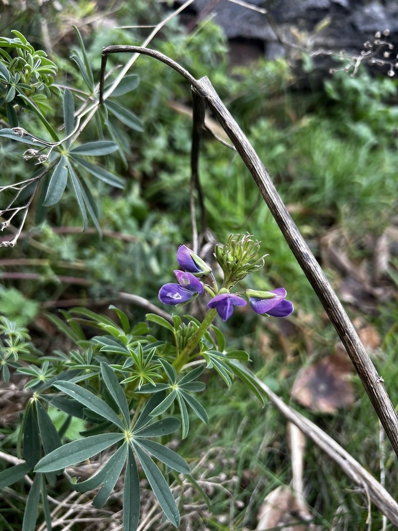 Riverbank Lupine photo 8