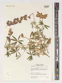 Lupinus romasanus