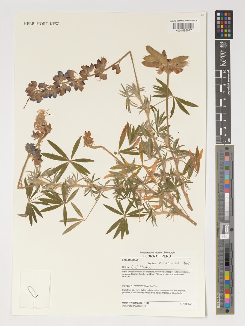 Lupinus romasanus