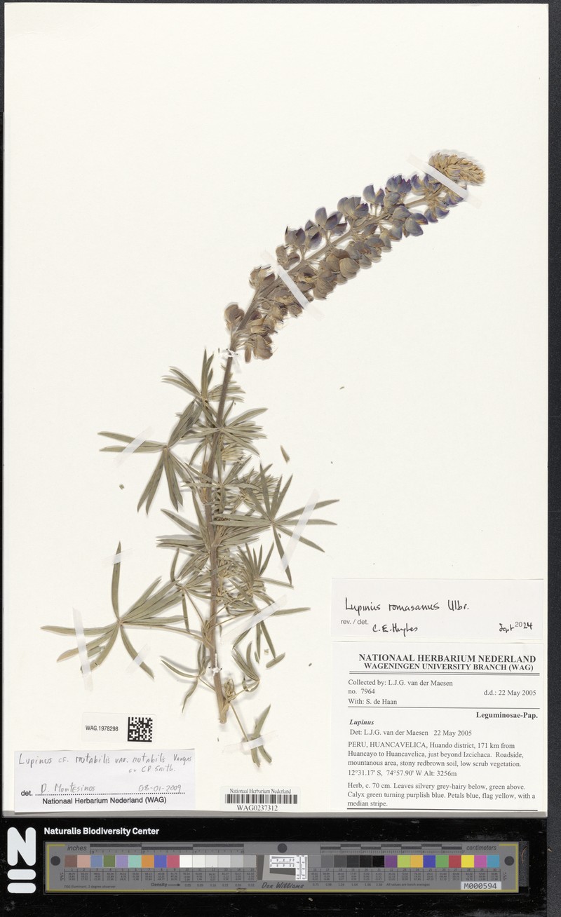 Lupinus romasanus photo 2