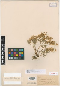 Rosy Lupine