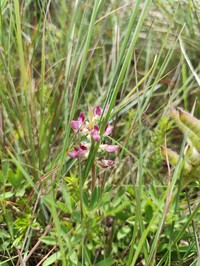 Lupinus rubriflorus