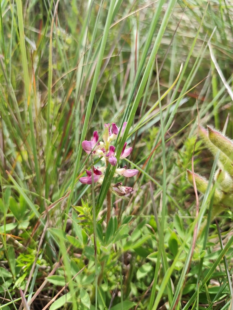 Lupinus rubriflorus