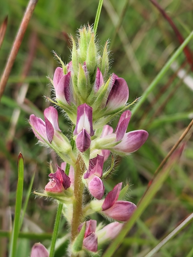 Lupinus rubriflorus photo 2