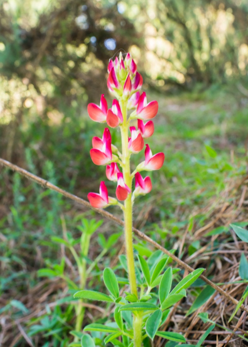 Lupinus rubriflorus photo 3
