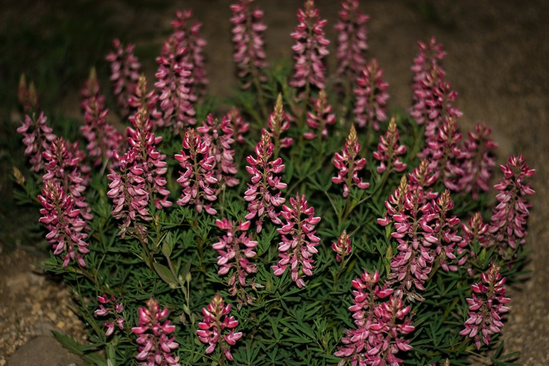 Lupinus rubriflorus photo 4