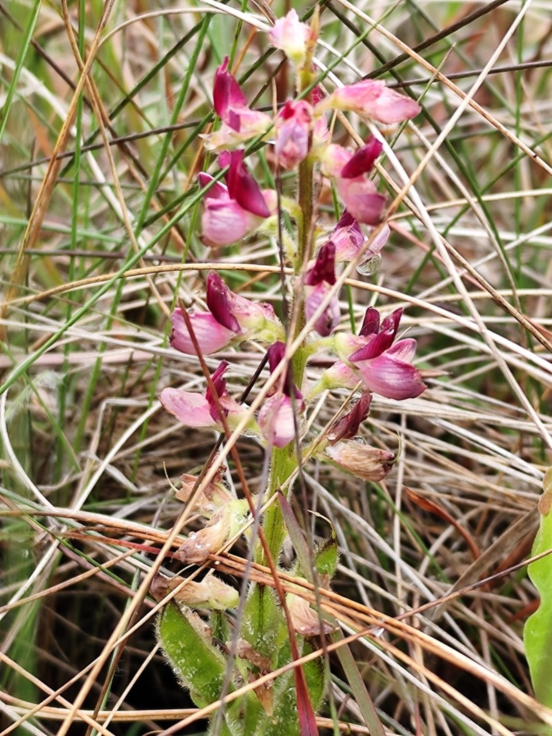 Lupinus rubriflorus photo 5