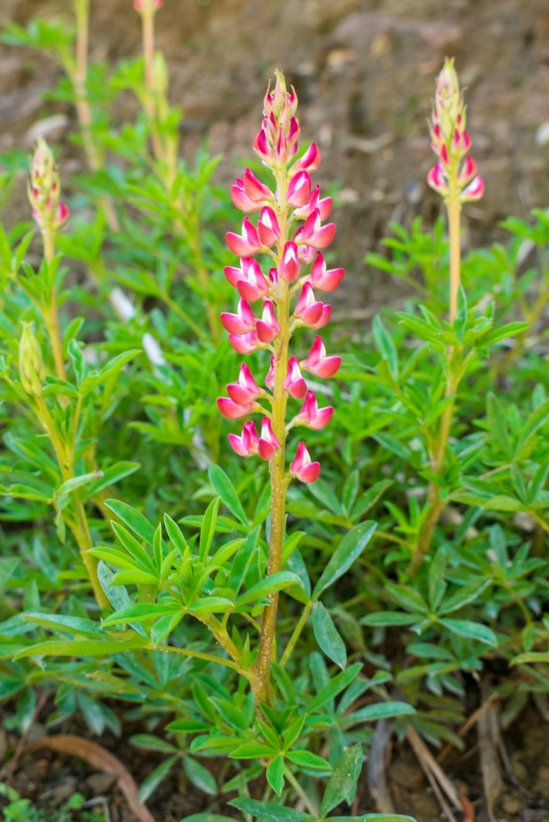 Lupinus rubriflorus photo 6