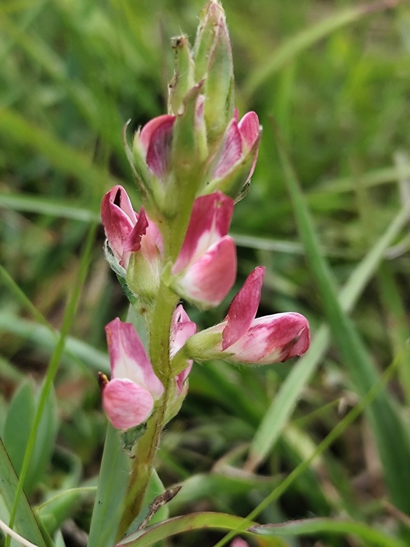 Lupinus rubriflorus photo 7