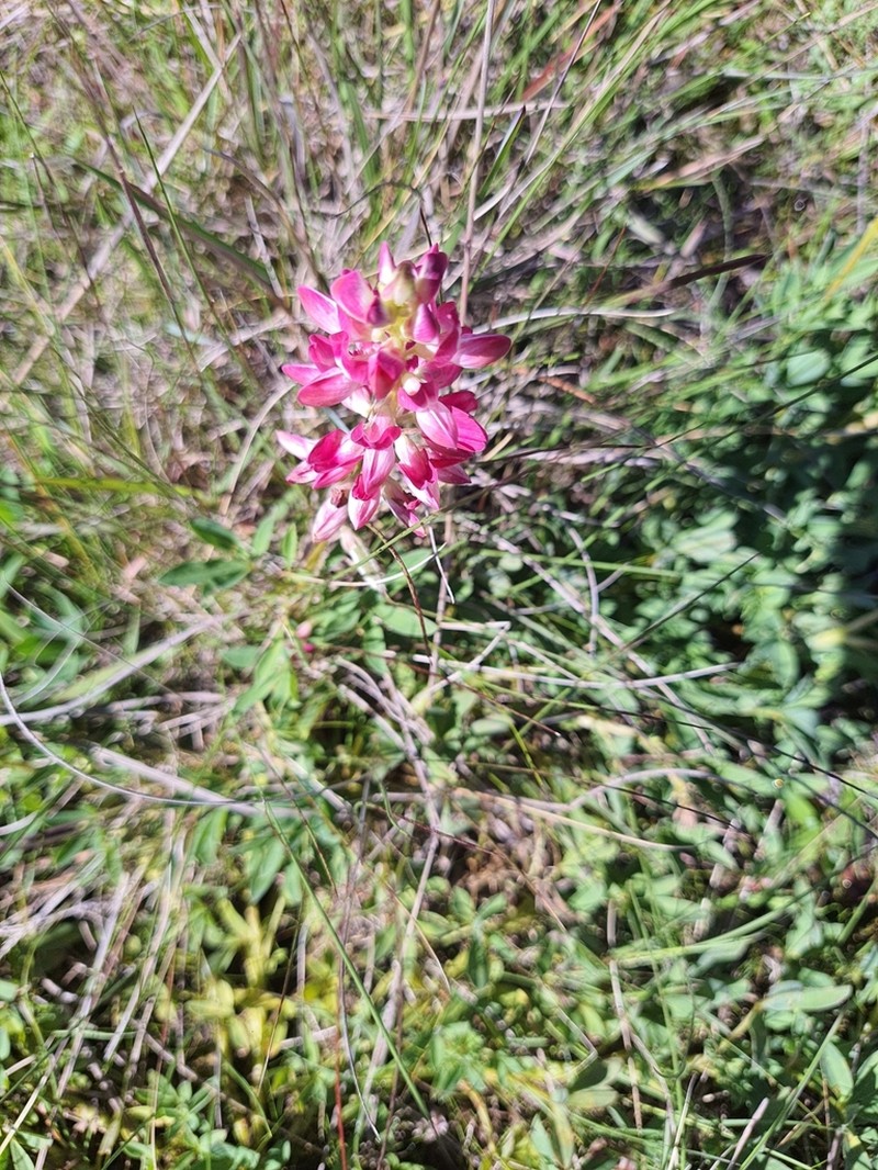 Lupinus rubriflorus photo 8