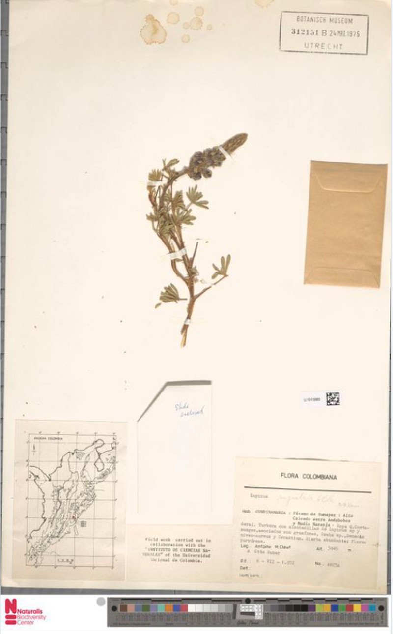 Lupinus rupestris