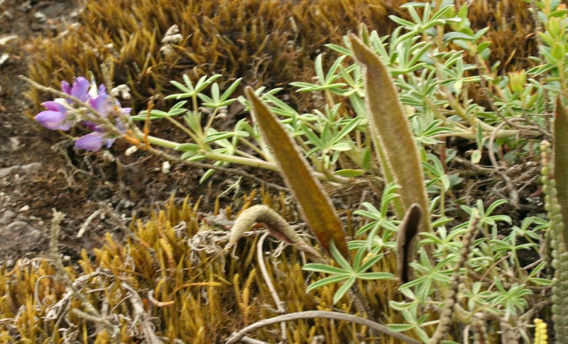 Lupinus rupestris photo 2