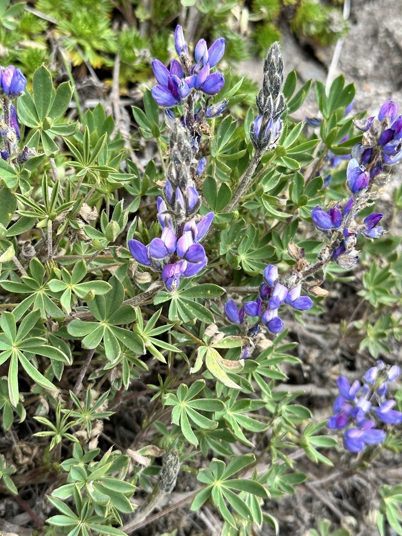 Lupinus rupestris photo 3