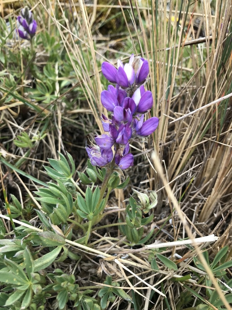 Lupinus rupestris photo 4