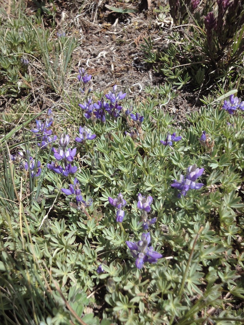 Lupinus rupestris photo 5