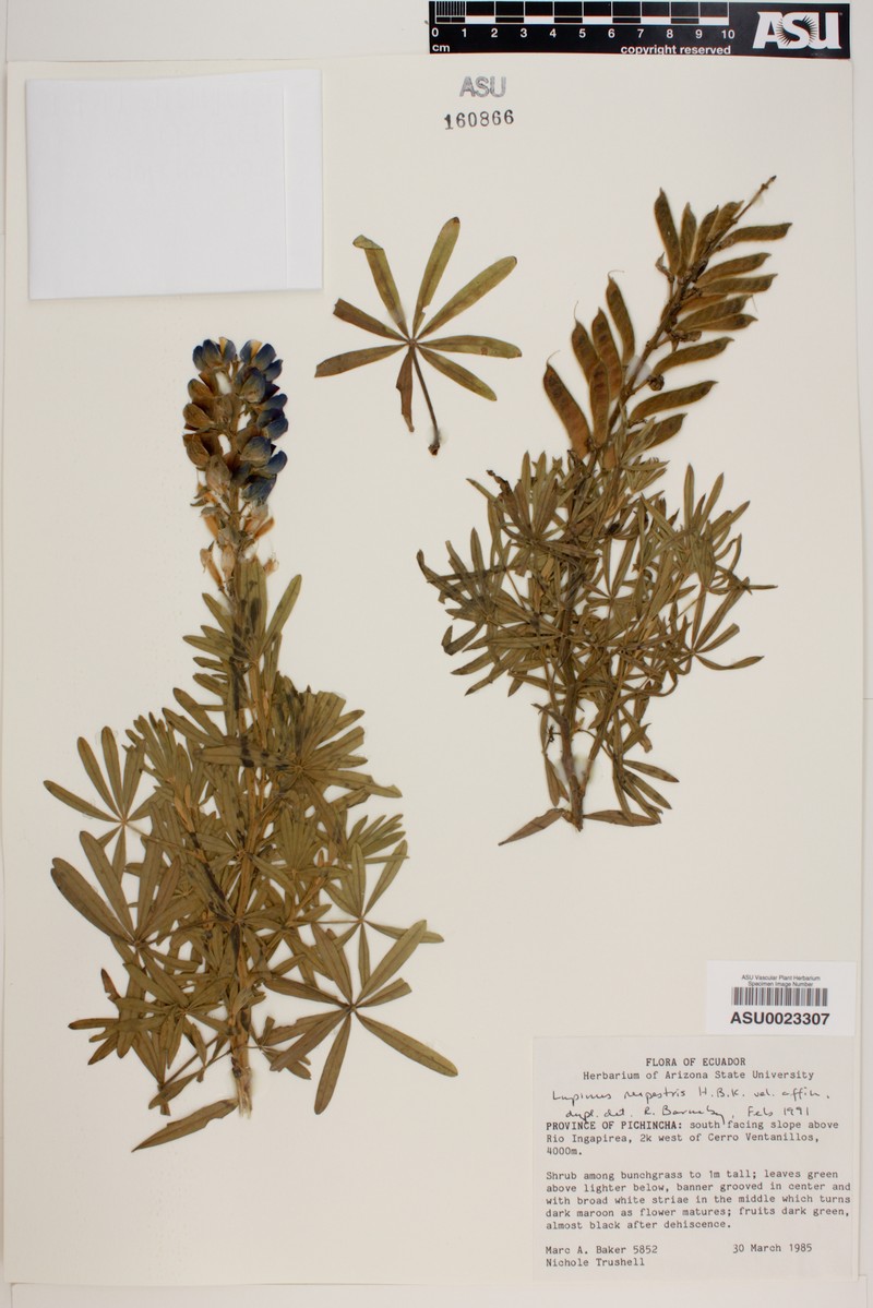 Lupinus rupestris photo 6