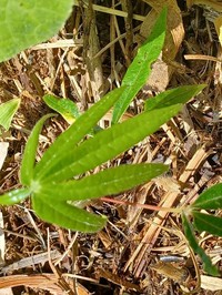 Lupinus russellianus