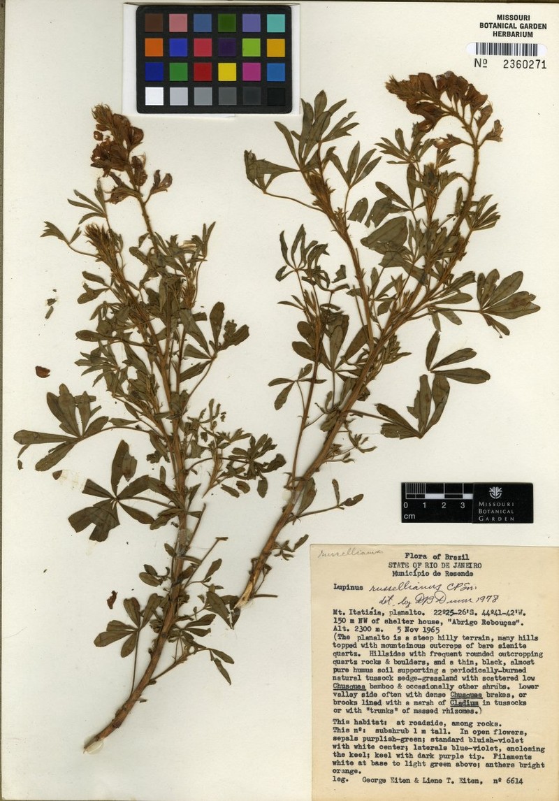 Lupinus russellianus photo 2
