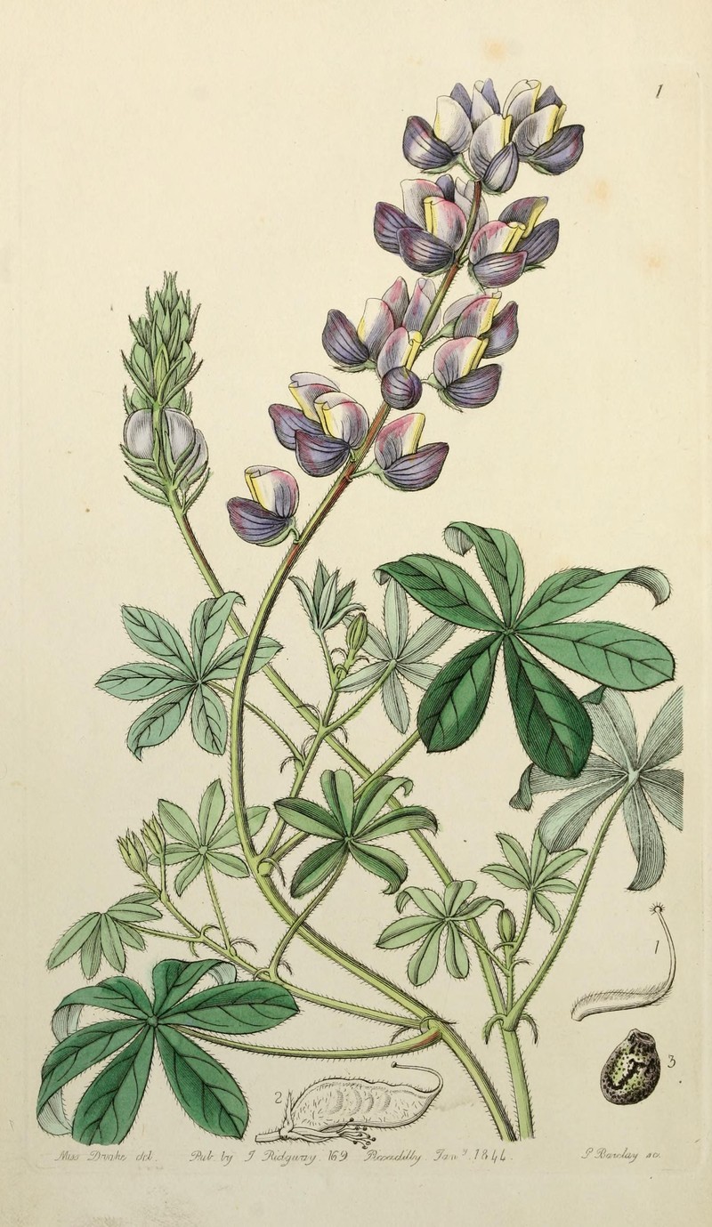 Sabin's Lupine photo 2