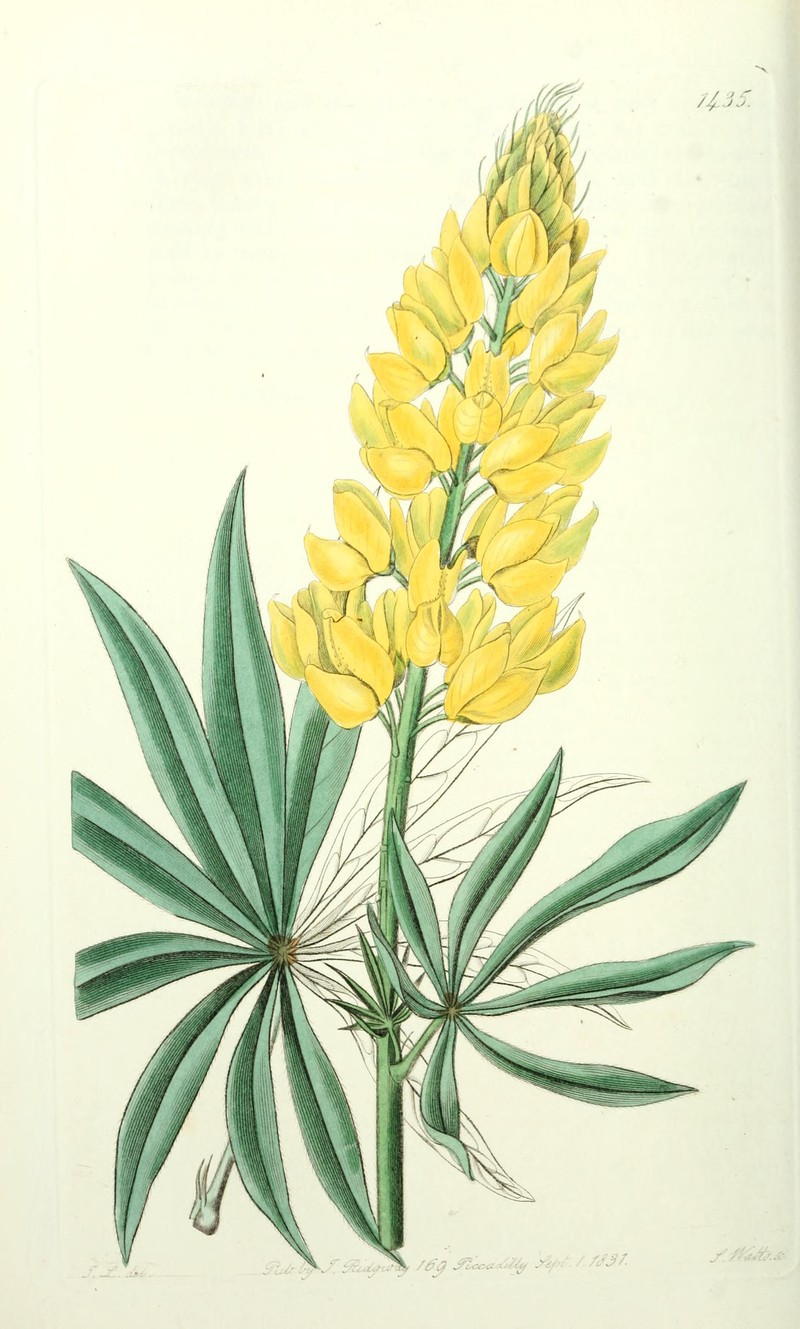 Sabin's Lupine