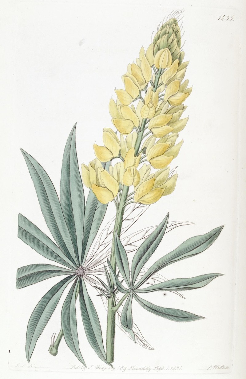 Sabin's Lupine photo 3