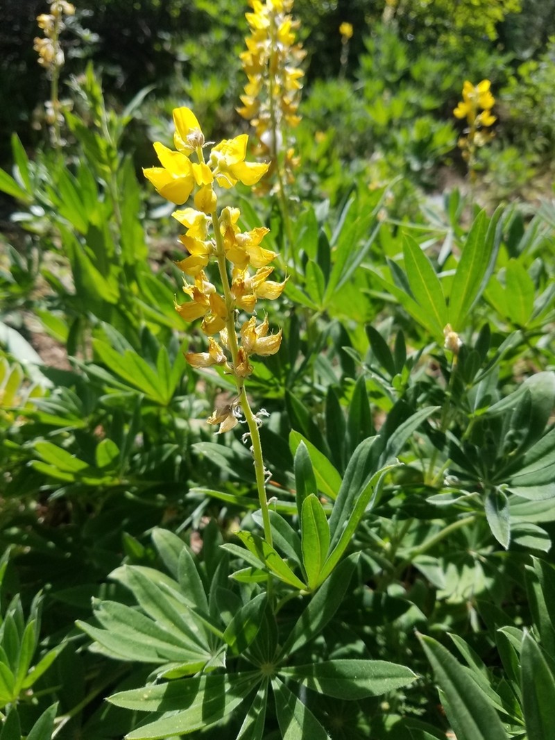 Sabin's Lupine photo 2
