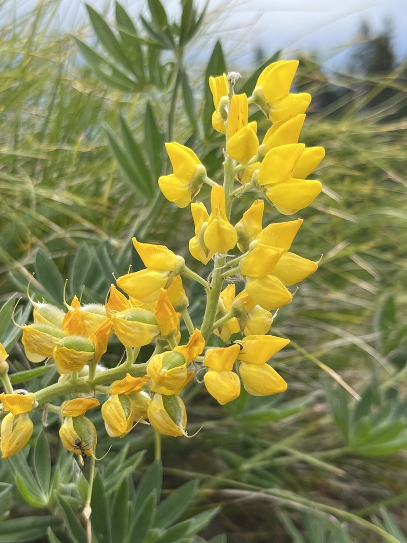 Sabin's Lupine photo 3