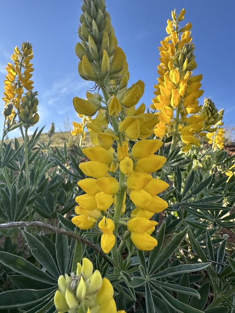 Sabin's Lupine photo 4