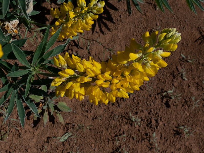 Sabin's Lupine photo 6