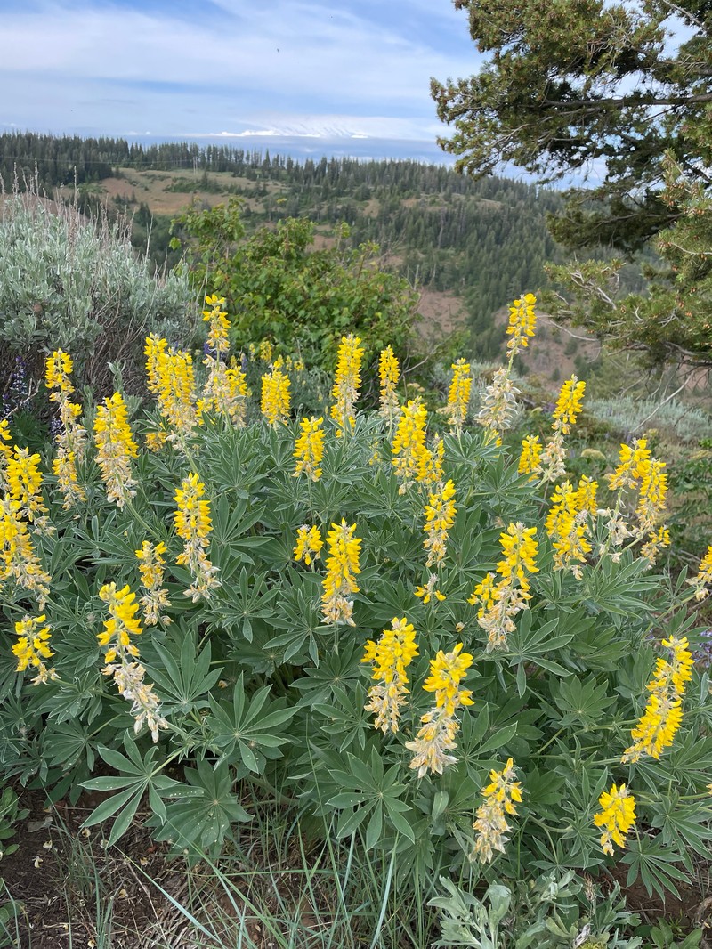 Sabin's Lupine photo 7