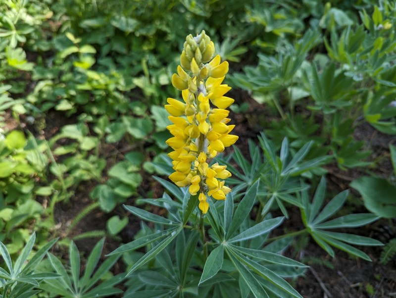 Sabin's Lupine photo 8