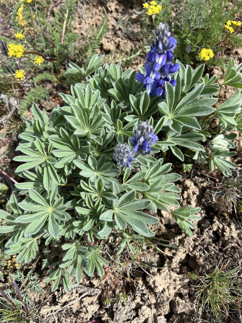 Rock Lupine