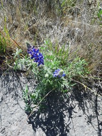Lupinus saxatilis