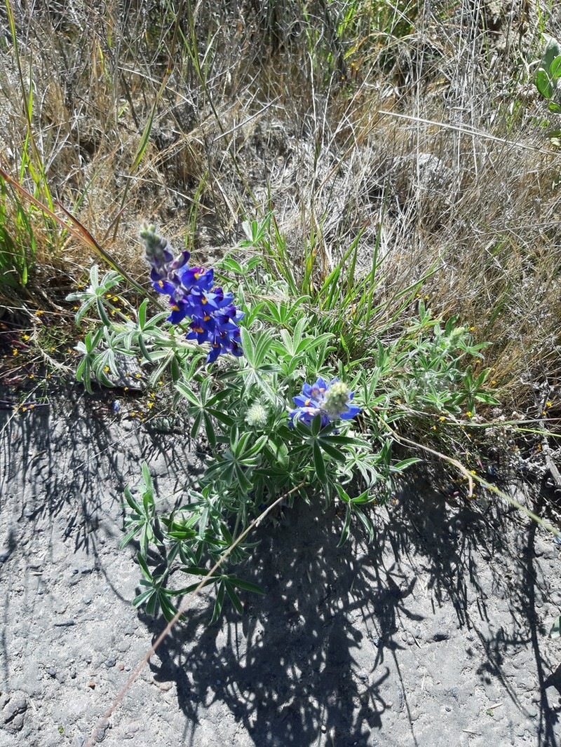 Lupinus saxatilis