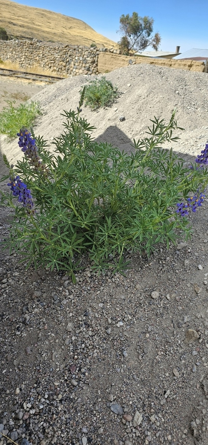 Lupinus saxatilis photo 2