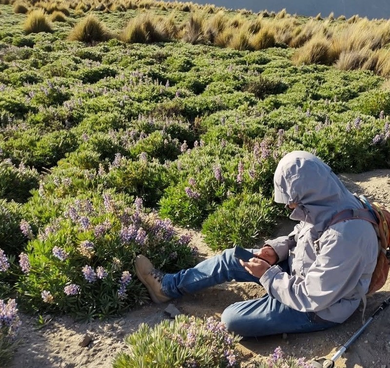 Lupinus saxatilis photo 3