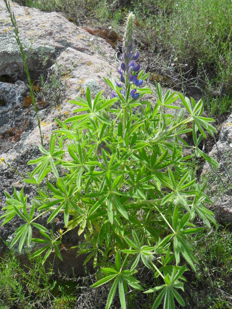 Lupinus saxatilis photo 4