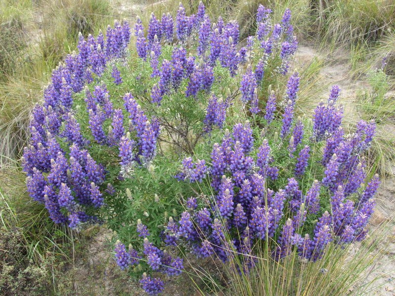 Lupinus saxatilis photo 5