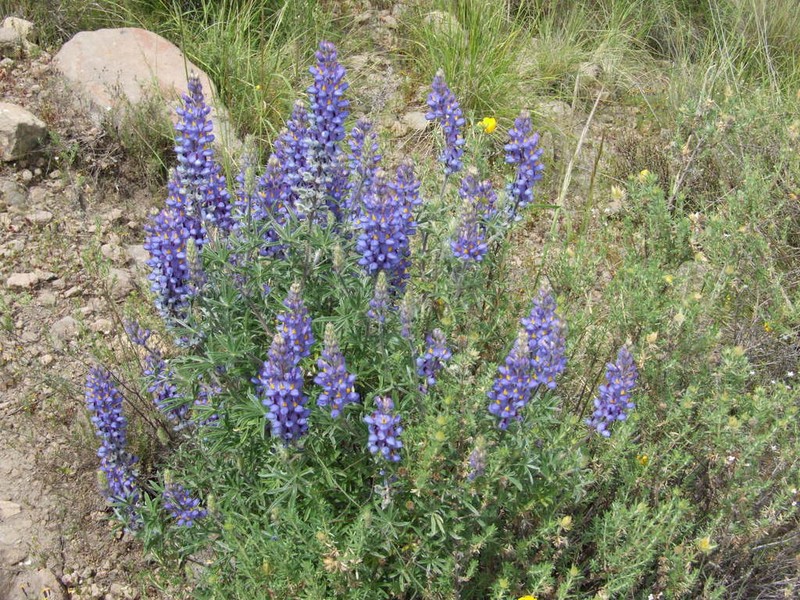 Lupinus saxatilis photo 6