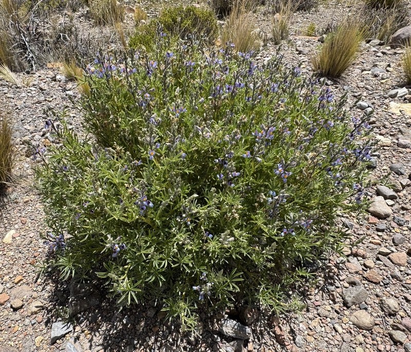 Lupinus saxatilis photo 7