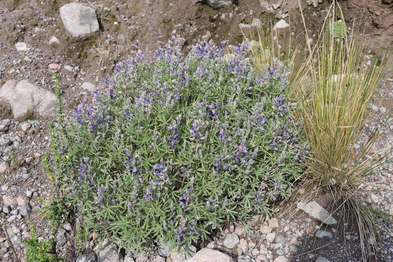 Lupinus saxatilis photo 8