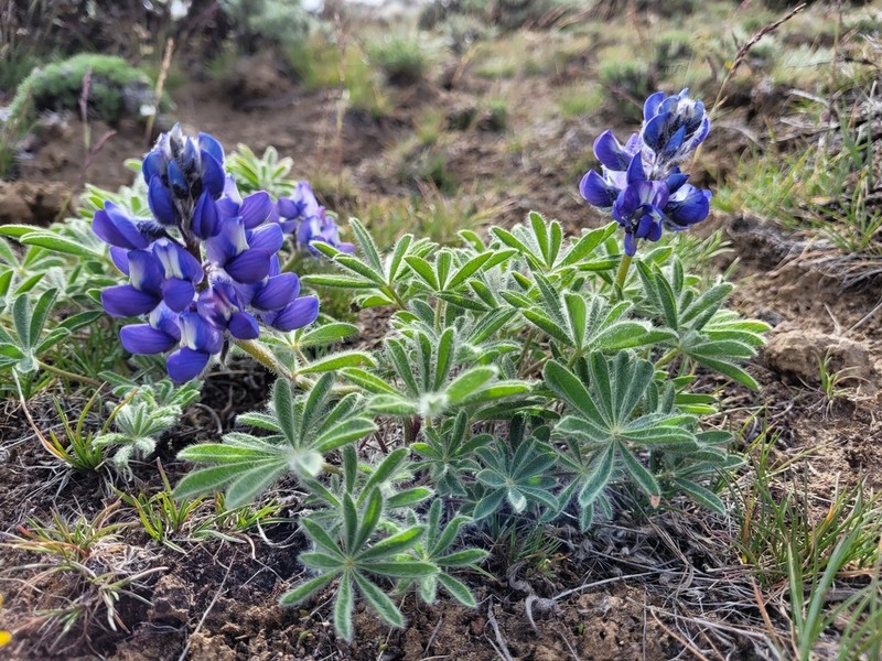 Rock Lupine photo 3