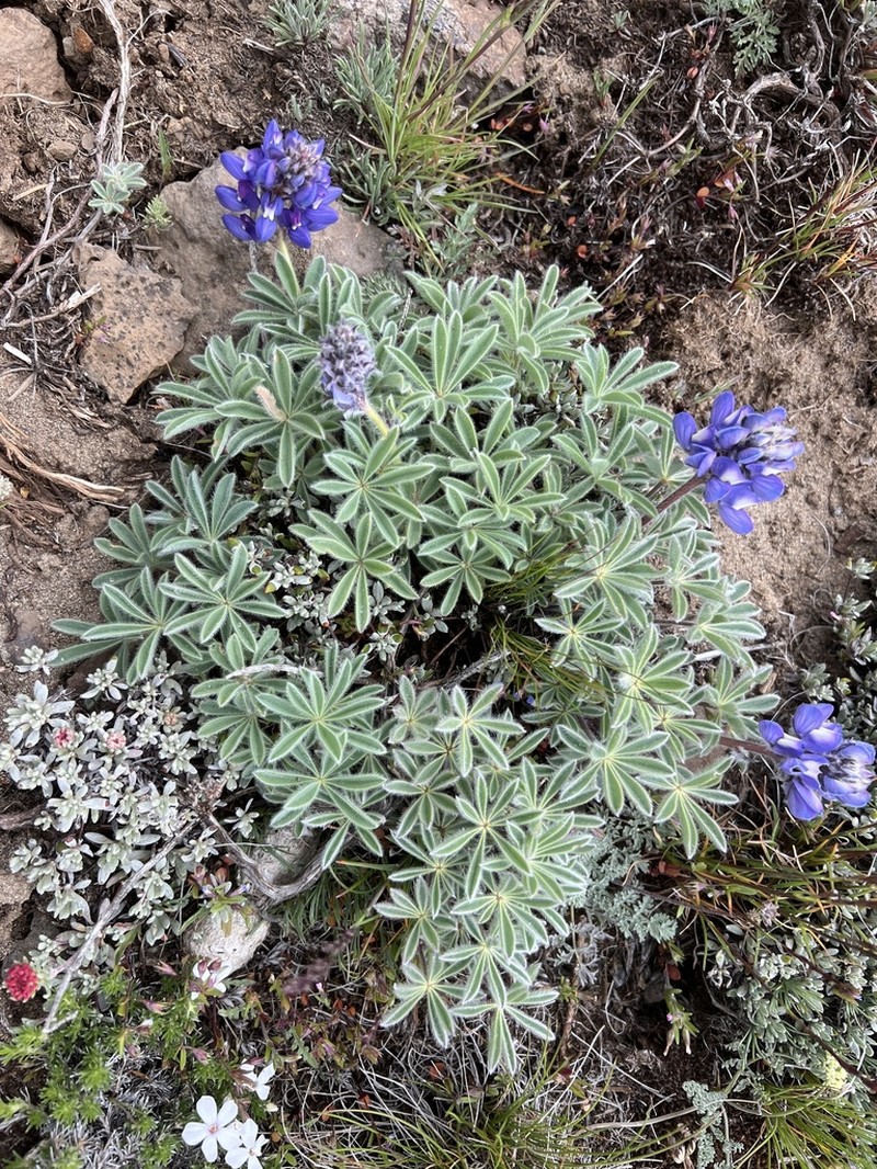 Rock Lupine photo 4