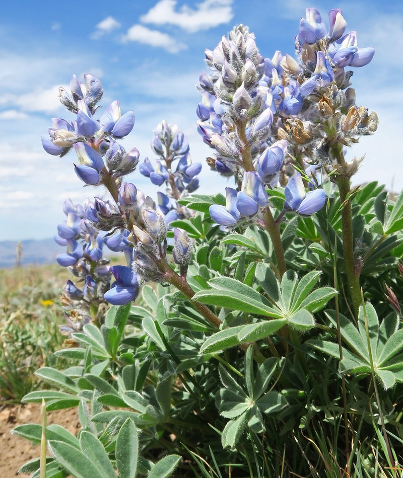 Rock Lupine photo 5