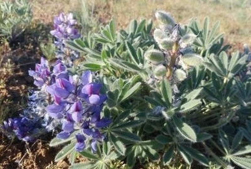 Rock Lupine photo 6